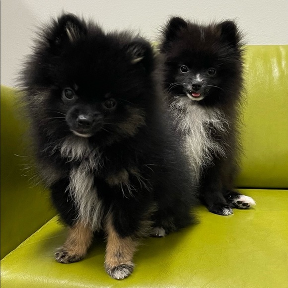 Meet your Posher, theQueenAnt - Picture 4 of 7